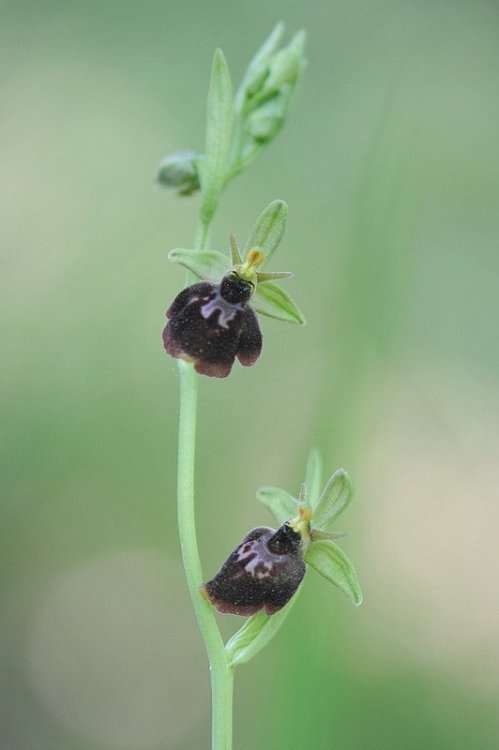 Ophrys_×devenensis2.jpg