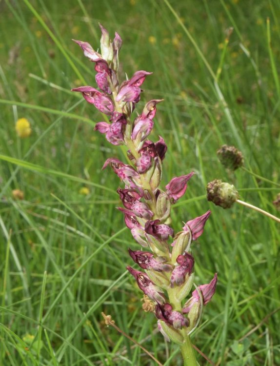 Anacamptis coriophora (L.) R.M. Bateman, Pridgeon & M.W. Chase. Nove 7.jpg