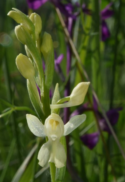 Anacamptis laxiflora, var albiflora. (Lam.) R.M. Bateman, Pridgeon & M.W. Chase. 2.jpg