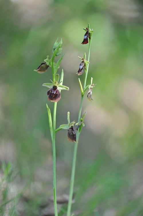 Ophrys_×devenensis1.jpg