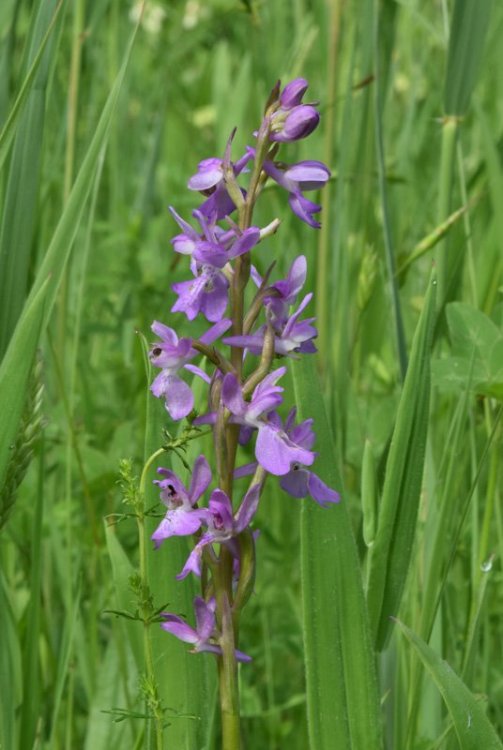 Anacamptis palustris (Jacq.) R.M. Bateman, Pridgeon & M.W. Chase 1997. 2.jpg