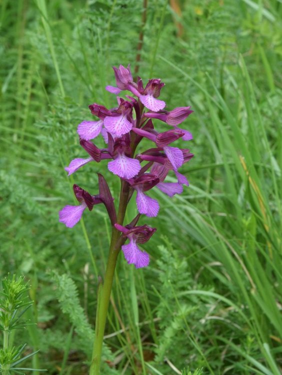 Anacamptis x gennarii (Rchb.f.) H. Kretzschmar, Eccarus & H. Dietr.2007. 4.jpg