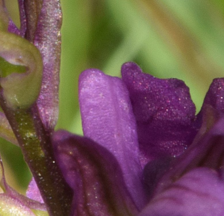 Anacamptis x alata ( Fleury) H. Kretschmar, Eccarus & H. Dietr. ( A. laxiflora x A. morio). 4.jpg