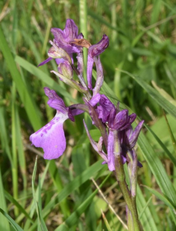 Anacamptis x alata ( Fleury) H. Kretschmar, Eccarus & H. Dietr. ( A. laxiflora x A. morio). 1.jpg