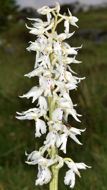 Orchis mascula subsp. speciosa. (Mutel) Hegi 1909, apocromica. 4.jpg