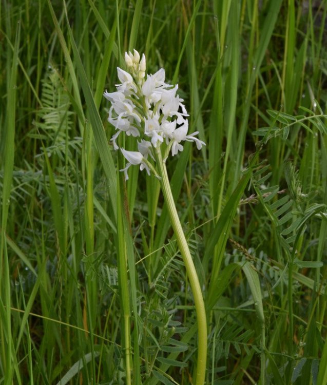 Orchis militaris L. apocromica. 1.jpg