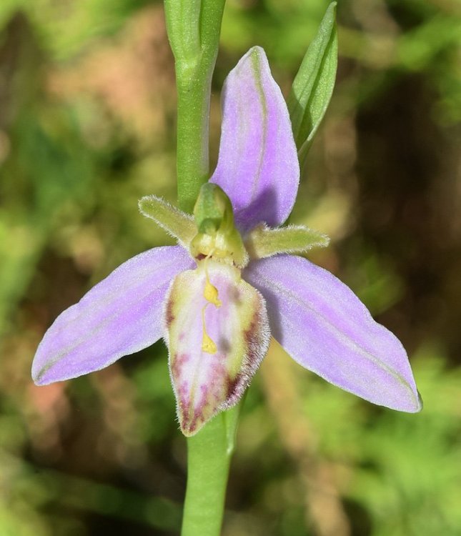 Ophrys apifera var. tilaventina Nonis & Liverani. 6.jpg