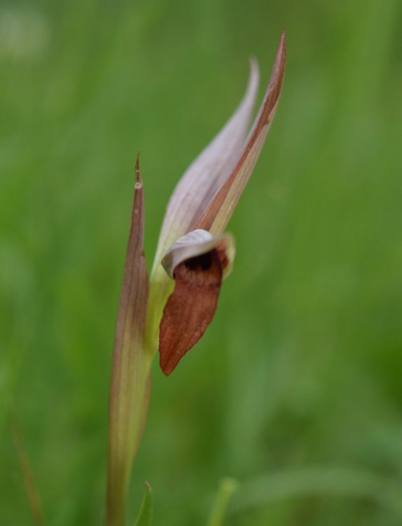 Serapias vomeracea subsp. vomeracea (Burm.f.) Briq. 1910. 2.jpg