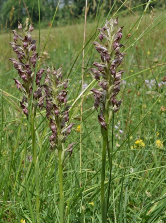 Anacamptis coriophora (L.) R.M. Bateman, Pridgeon & M.W. Chase. Nove 1.jpg