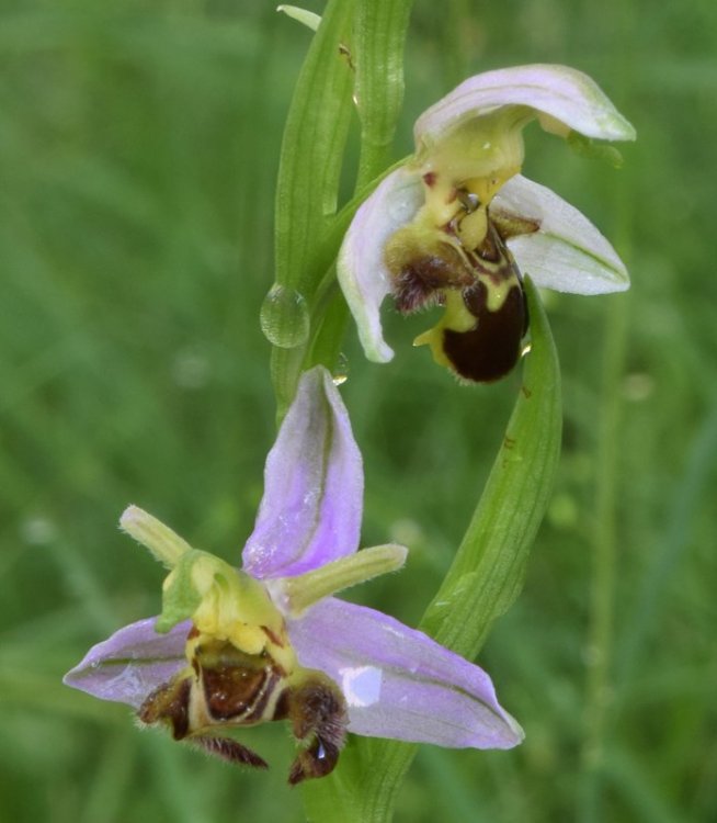 Ophrys apifera Huds var. aurita (Moggr.) S 1.jpg