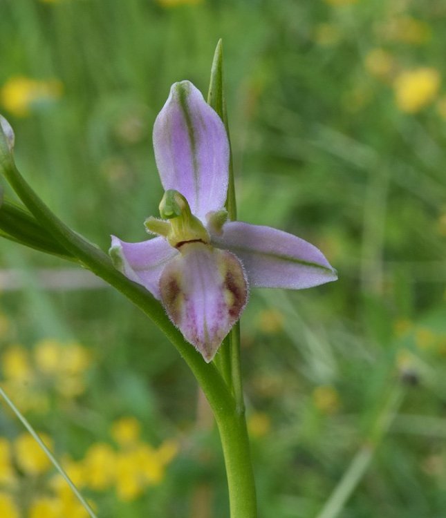 Ophrys apifera var. tilaventina Nonis & Liverani. 2.jpg