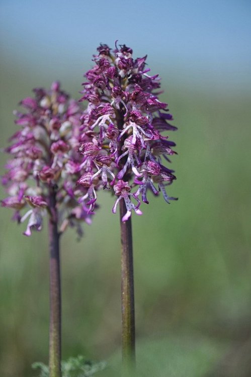 Orchis_×angusticruris2.jpg