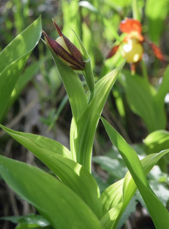 Cypripedium calceolus L. 1753. R12.jpg