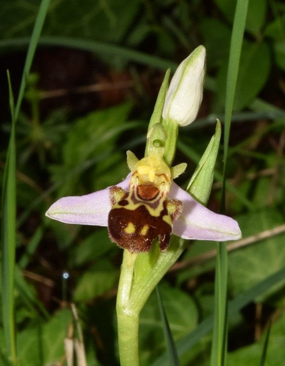 Ophrys apifera Huds. 1762. S 4.jpg
