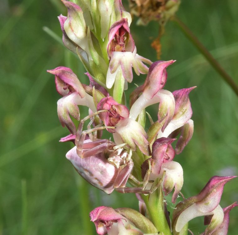 Anacamptis coriophora (L.) R.M. Bateman, Pridgeon & M.W. Chase. Nove 10.jpg