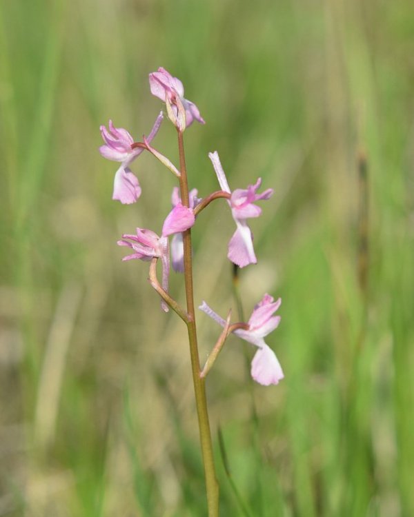 Anacamptis laxiflora (Lam.) R.M. Bateman, Pridgeon & M.W. Chase. 9.jpg