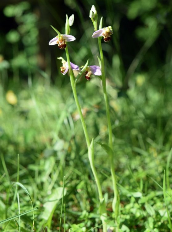 Ophrys apifera Huds. 1762. S 1.jpg