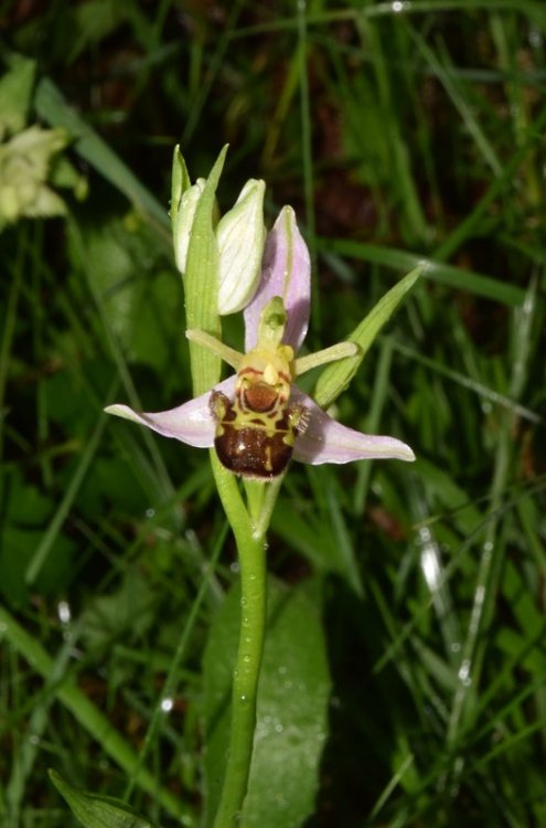 Ophrys apifera Huds var. aurita (Moggr.) S 3.jpg