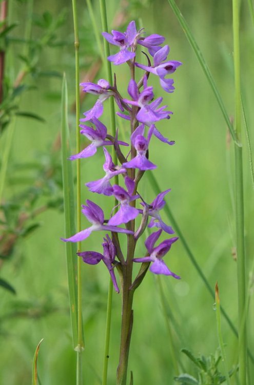 Anacamptis palustris (Jacq.) R.M. Bateman, Pridgeon & M.W. Chase 1997. 4.jpg