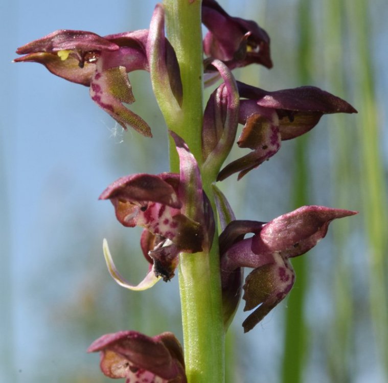 Anacamptis coriophora subsp. fragrans (Pollini) R.M. Bateman, Pridgeon & M.W. Chase 1997. 5.jpg