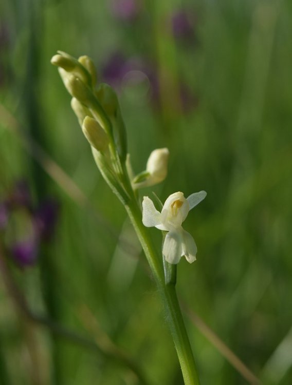 Anacamptis laxiflora, var albiflora. (Lam.) R.M. Bateman, Pridgeon & M.W. Chase..jpg