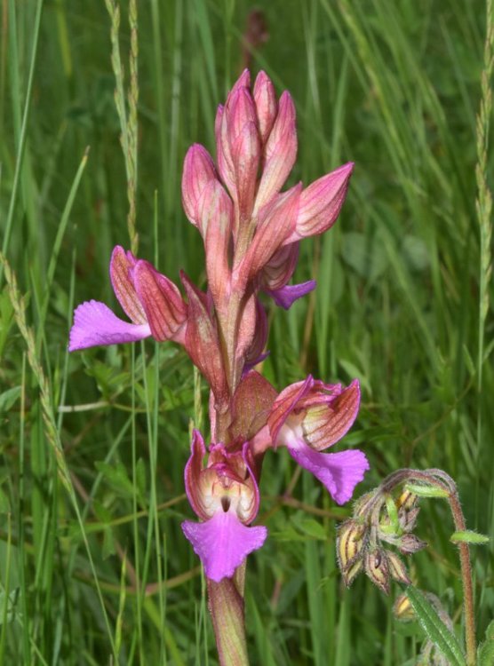 Anacamptis papilionacea (L.) R.M. Bateman, Pridgeon & M.W. Chase 1997. 4.jpg