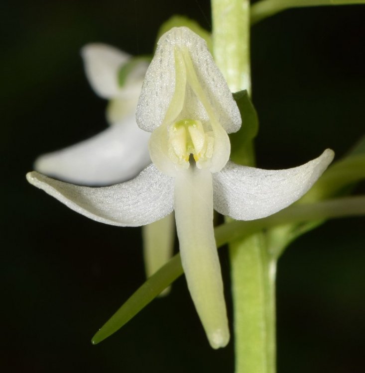 Platanthera bifolia subsp. bifolia. (L.) Rich. 1817. 5.jpg