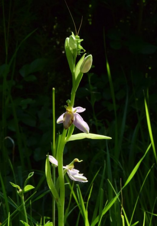 Ophrys apifera var. tilaventina Nonis & Liverani. 1.jpg