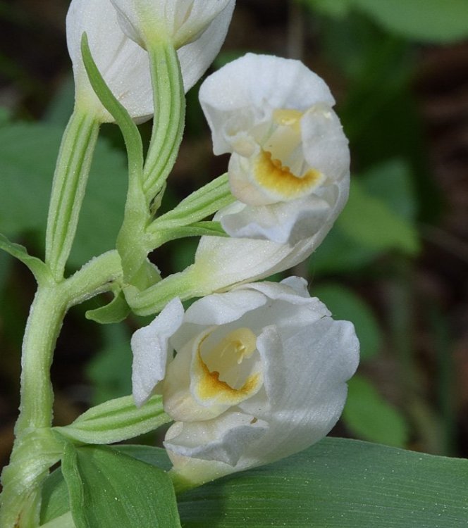 Cephalanthera damasonium (Mill.) Druce 1906. 3.jpg