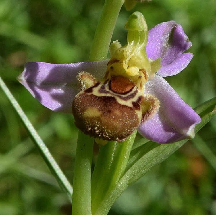 Ophrys apifera Huds. 1762. S 6.jpg