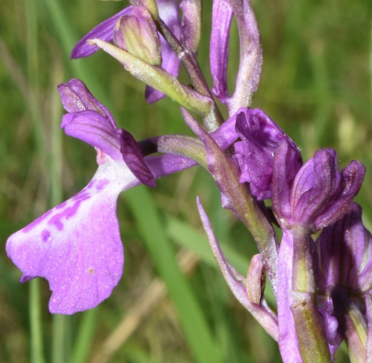 Anacamptis x alata ( Fleury) H. Kretschmar, Eccarus & H. Dietr. ( A. laxiflora x A. morio). 2.jpg