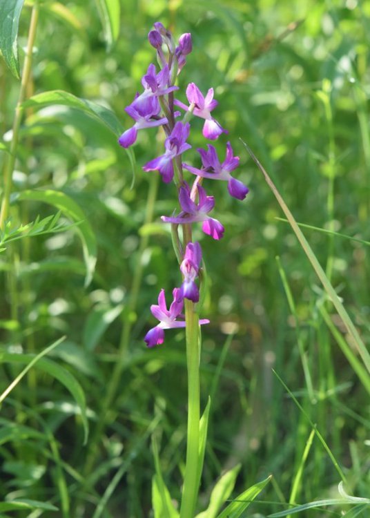 Anacamptis laxiflora (Lam.) R.M. Bateman, Pridgeon & M.W. Chase. 6.jpg