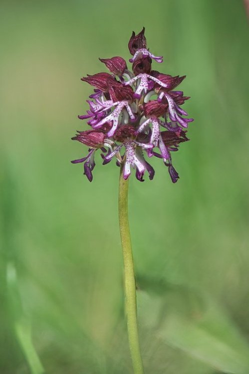 Orchis_×angusticruris.jpg