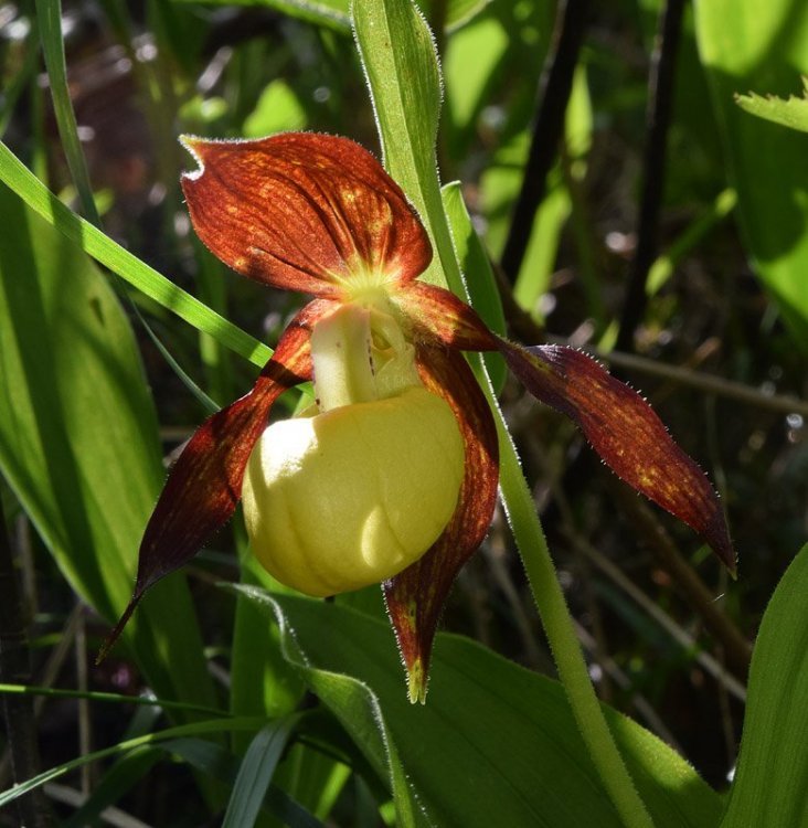 Cypripedium calceolus L. 1753. R5.jpg