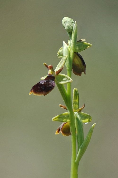 Ophrys_×hybrida.jpg