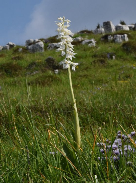 Orchis mascula subsp. speciosa. (Mutel) Hegi 1909, apocromica. 1.jpg