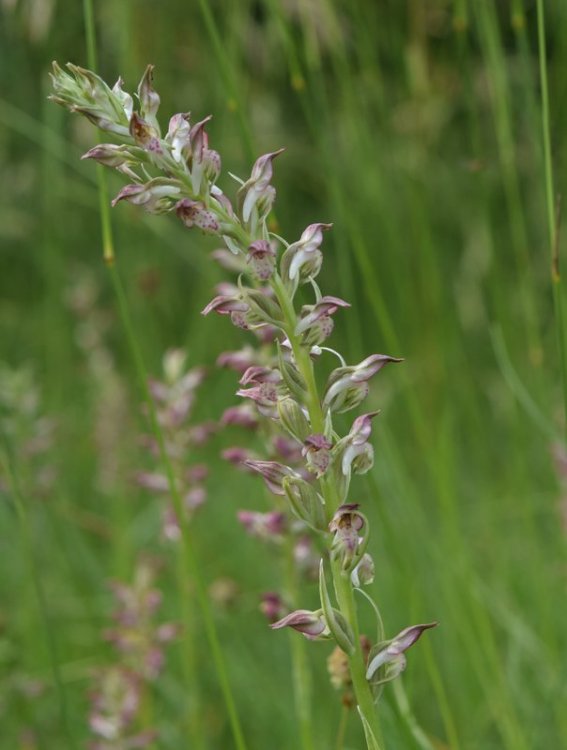 Anacamptis coriophora (L.) R.M. Bateman, Pridgeon & M.W. Chase. Nove 18.jpg