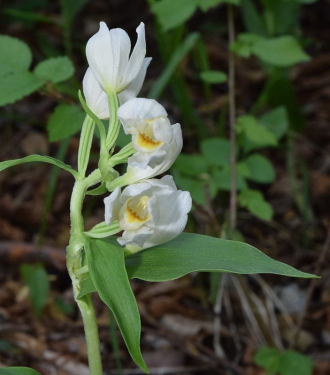 Cephalanthera damasonium (Mill.) Druce 1906. 2.jpg