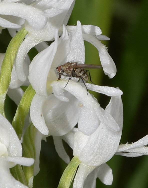 Orchis militaris L. apocromica. 6.jpg