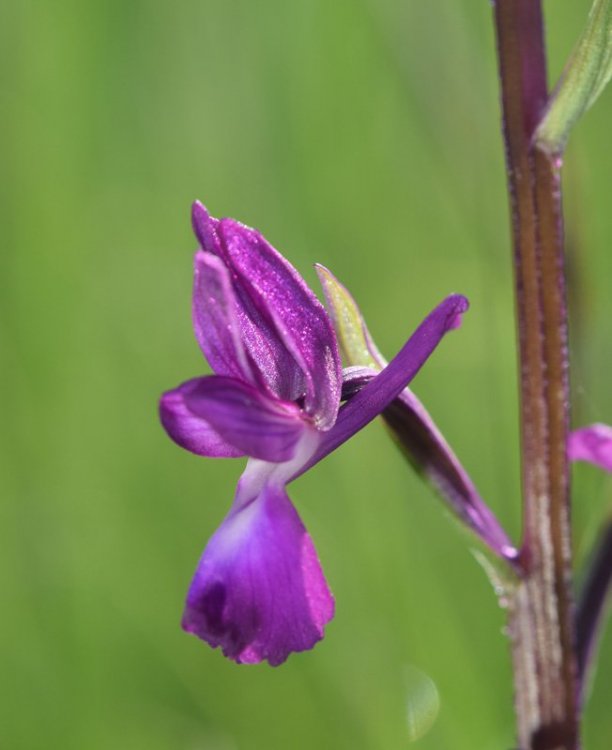 Anacamptis laxiflora (Lam.) R.M. Bateman, Pridgeon & M.W. Chase. 3.jpg