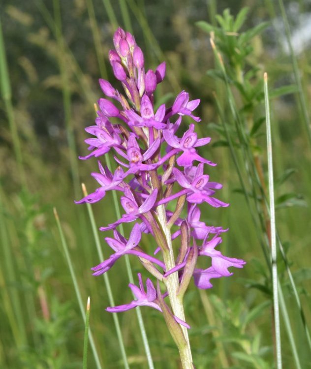 Anacamptis xduquesnei, ibrido tra A. palustris e A. pyramidalis. 4.jpg