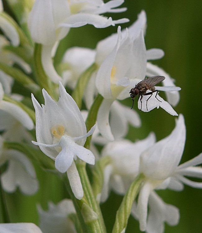 Orchis militaris L. apocromica. 7.jpg