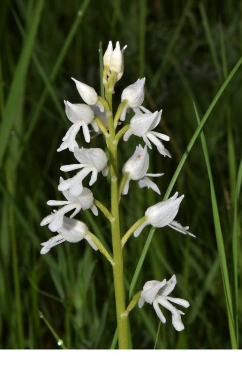 Orchis militaris L. apocromica. 4.jpg