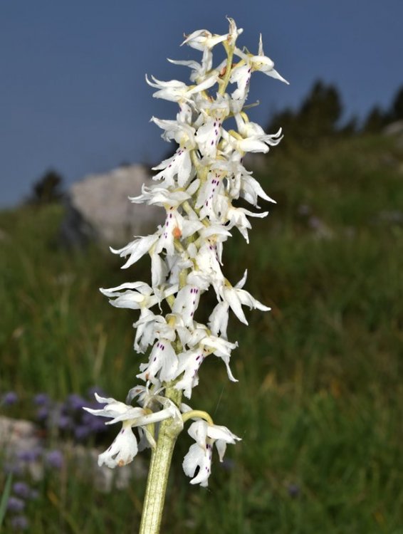 Orchis mascula subsp. speciosa. (Mutel) Hegi 1909, apocromica. 3.jpg