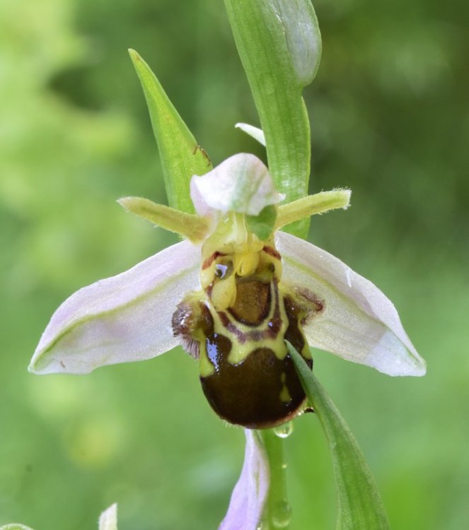 Ophrys apifera Huds var. aurita (Moggr.) S 2.jpg