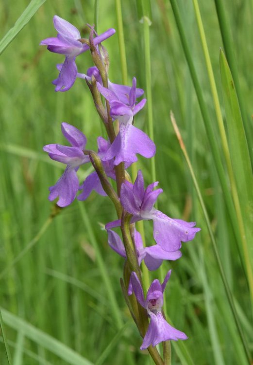 Anacamptis palustris (Jacq.) R.M. Bateman, Pridgeon & M.W. Chase 1997. 5.jpg