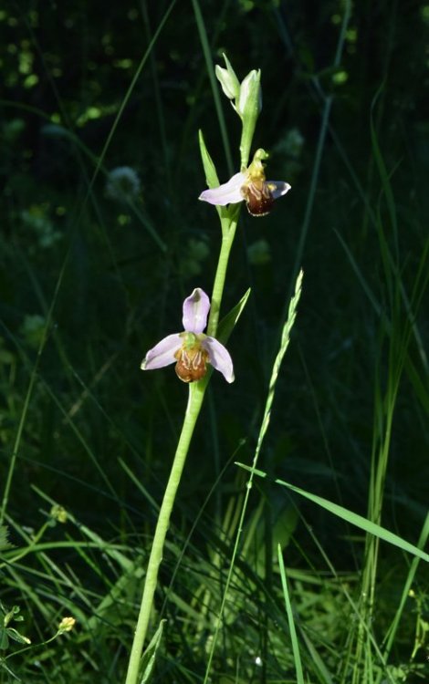 Ophrys apifera Huds. 1762. S 2.jpg