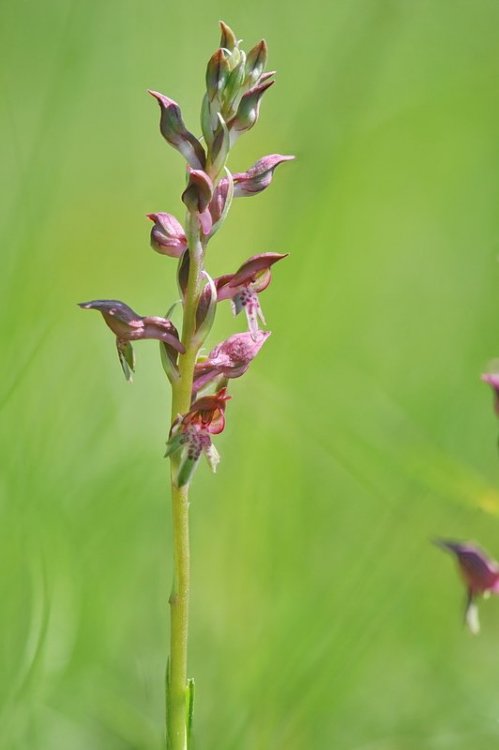 Anacamptis_coriophora-fragrans1.jpg