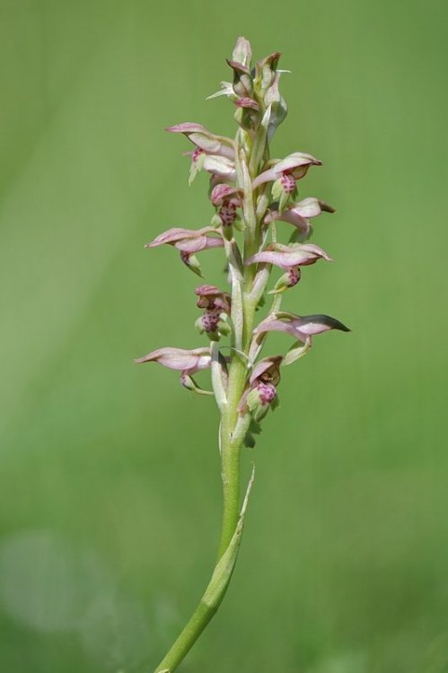 Anacamptis_coriophora-fragrans3.jpg