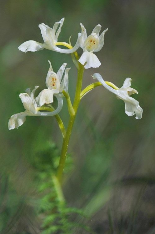 Orchis_provincialis.jpg